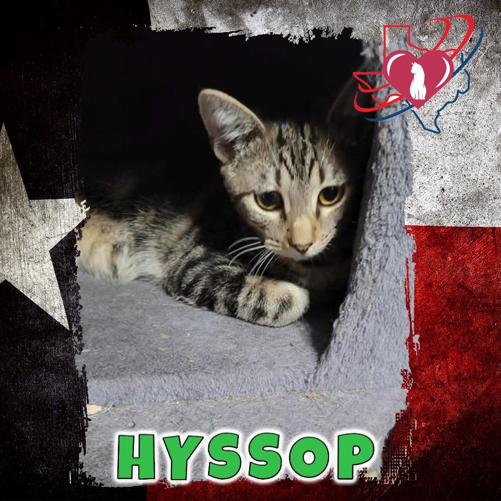 Hyssop, an adoptable Domestic Short Hair in Kingman, AZ, 86401 | Photo Image 1