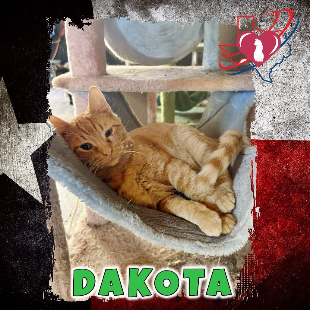 Red Dwarf/Dakota, an adoptable Domestic Short Hair in Kingman, AZ, 86401 | Photo Image 1