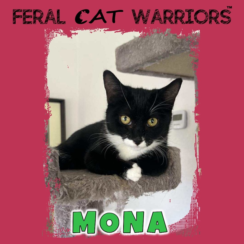 Mona, an adoptable Domestic Short Hair in Kingman, AZ, 86401 | Photo Image 1