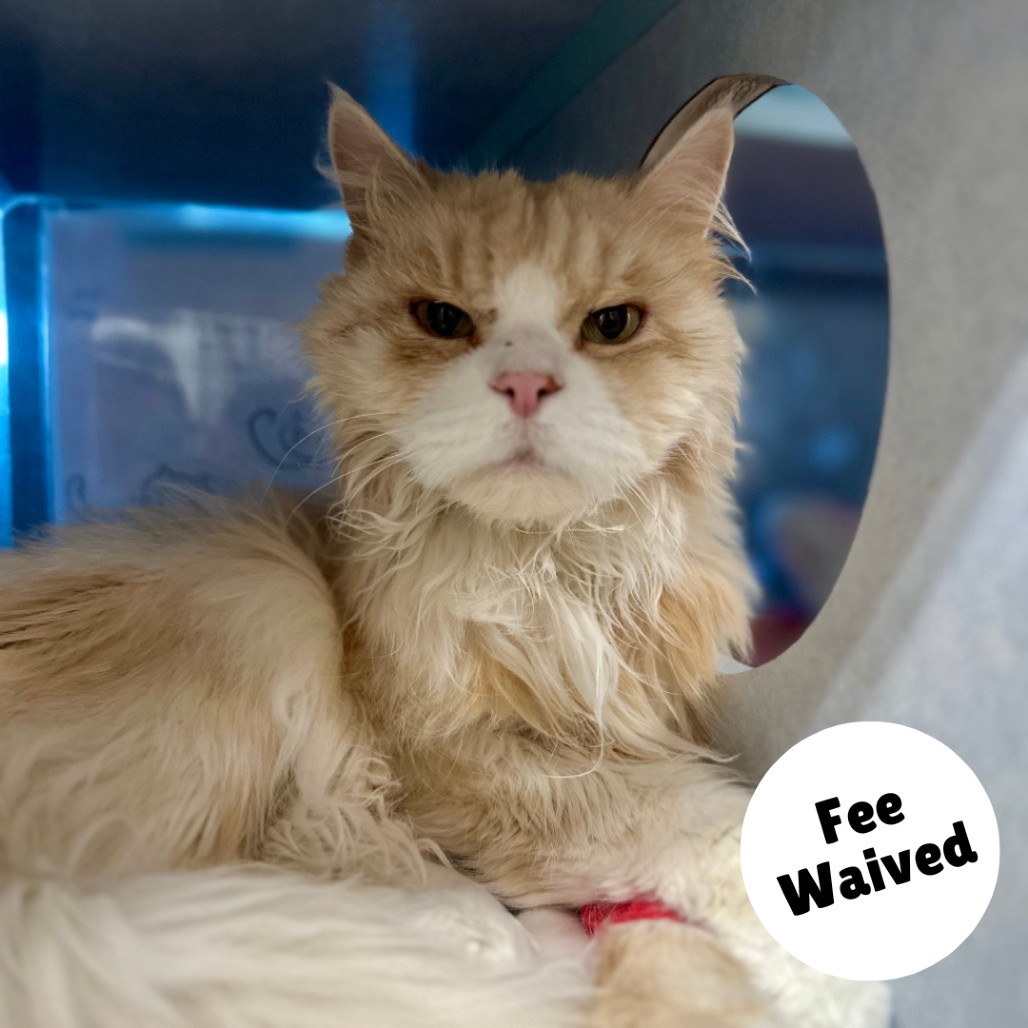 Max, an adoptable Siberian in Glenwood Springs, CO, 81601 | Photo Image 1