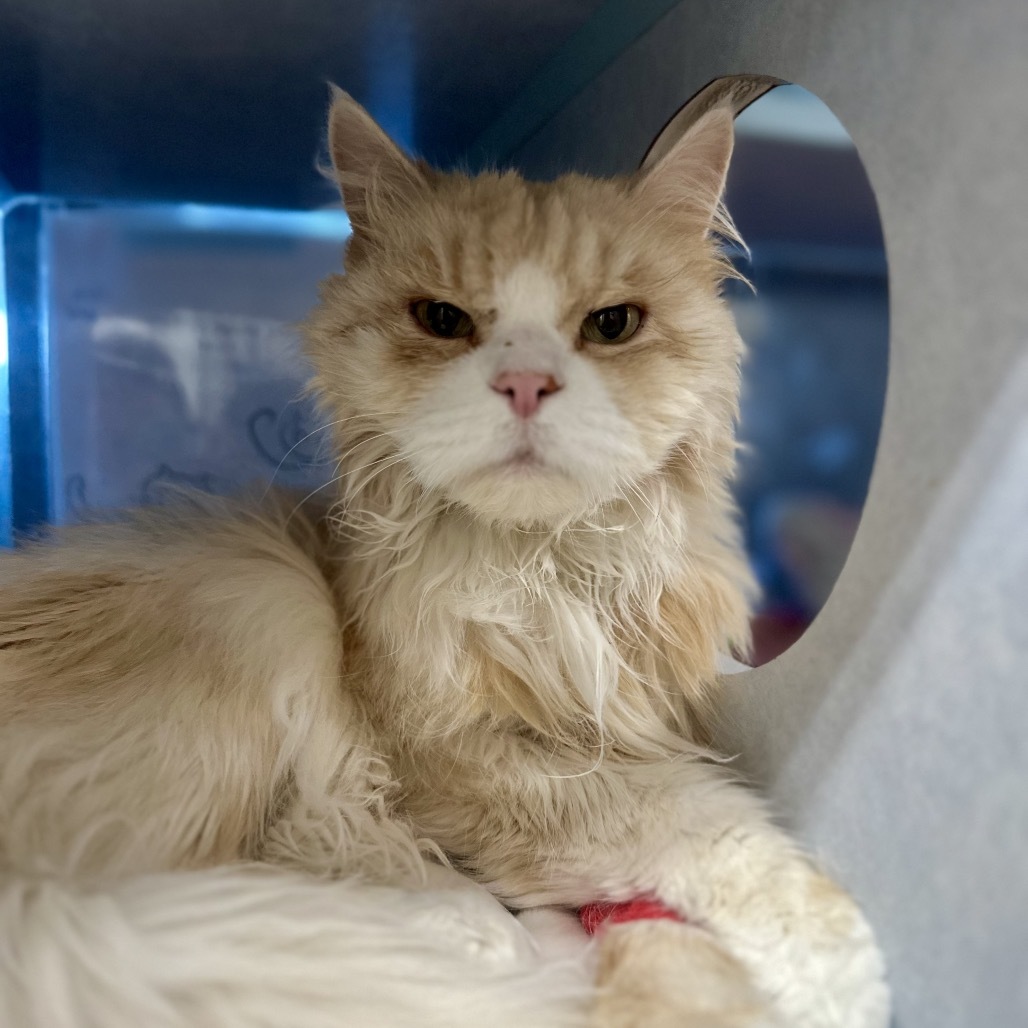 Max, an adoptable Siberian in Glenwood Springs, CO, 81601 | Photo Image 2