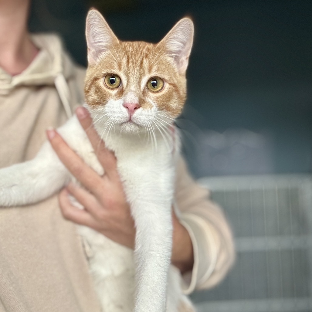 Spots, an adoptable Domestic Short Hair in Glenwood Springs, CO, 81601 | Photo Image 1