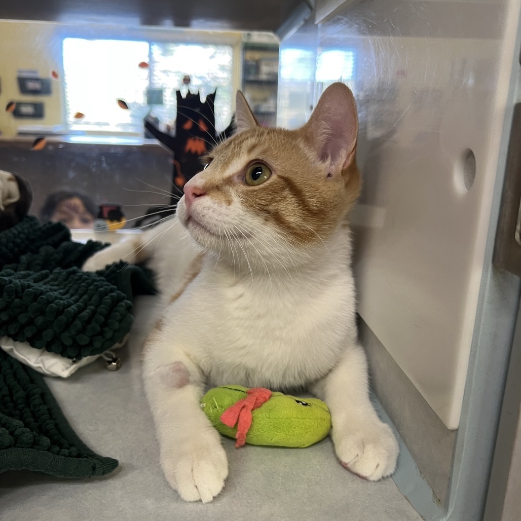 Spots, an adoptable Domestic Short Hair in Glenwood Springs, CO, 81601 | Photo Image 2