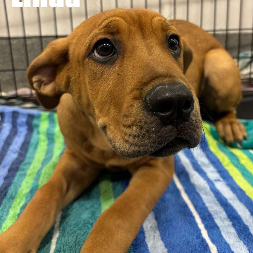 Buffy 21757, an adoptable Boerboel, Mixed Breed in Cumming, GA, 30040 | Photo Image 1