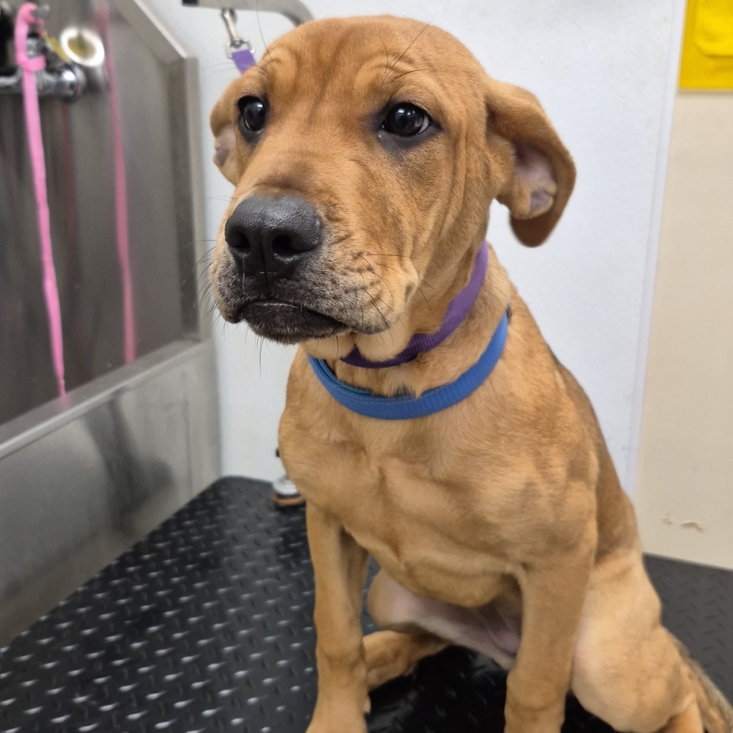 Buffy 21757, an adoptable Boerboel, Mixed Breed in Cumming, GA, 30040 | Photo Image 2