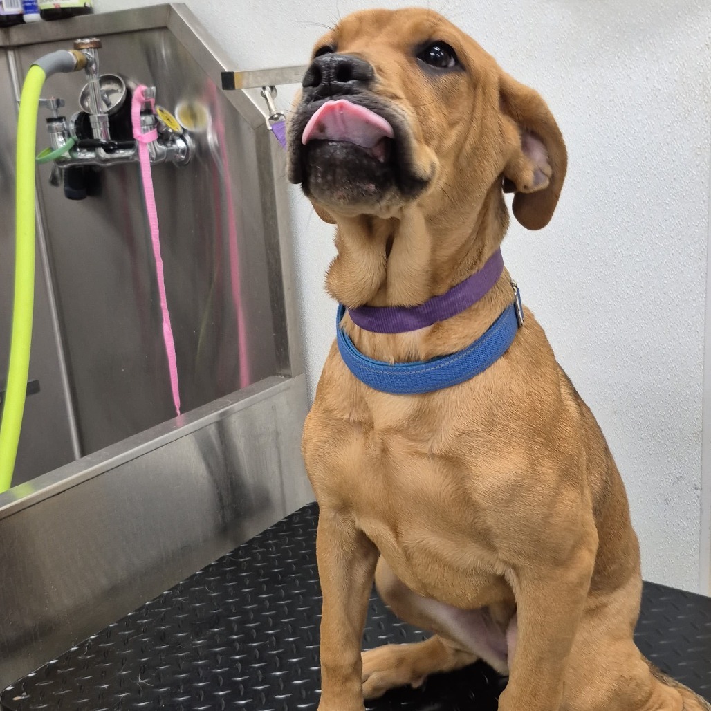 Buffy 21757, an adoptable Boerboel, Mixed Breed in Cumming, GA, 30040 | Photo Image 3