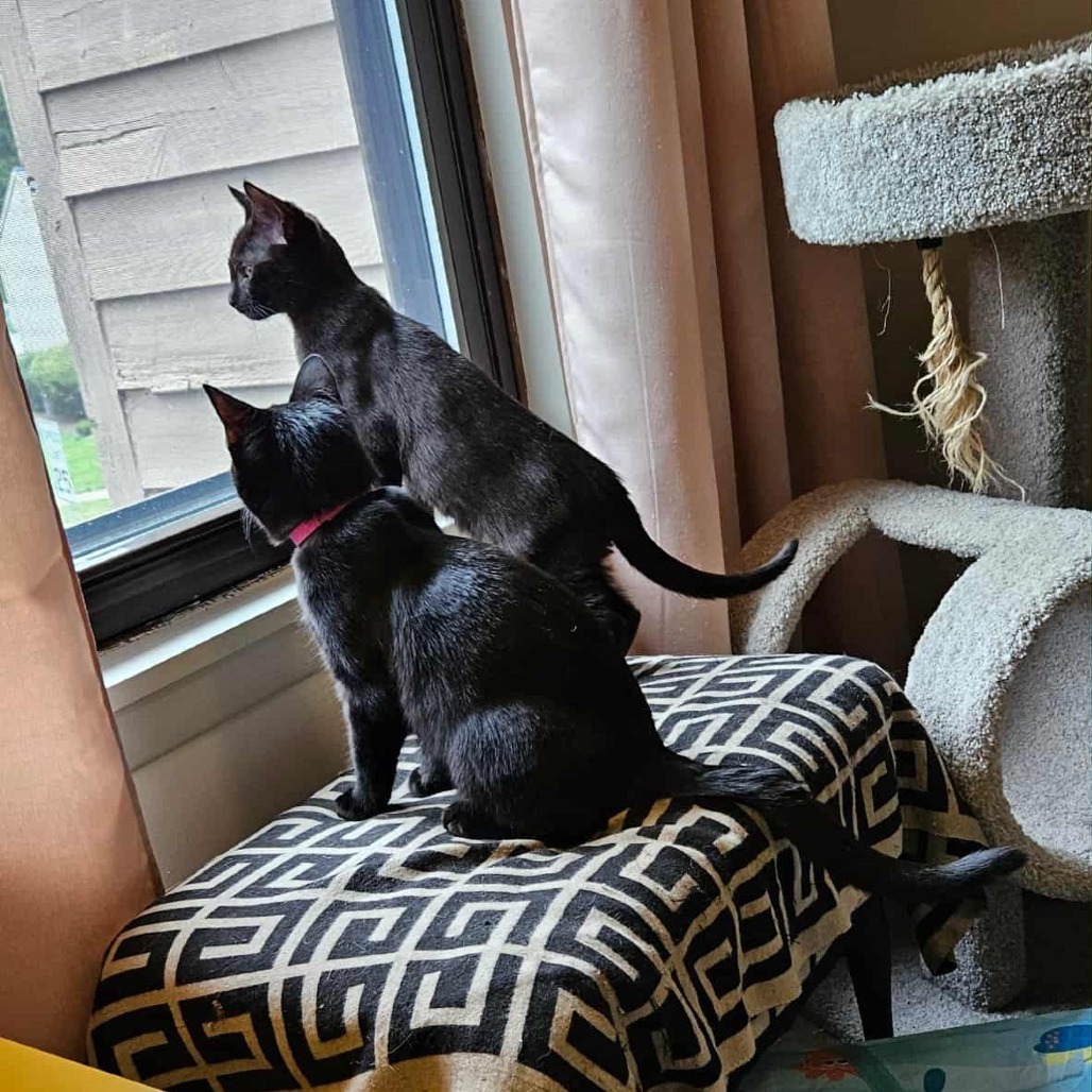 Baby (paired with Violet) - "Guest"