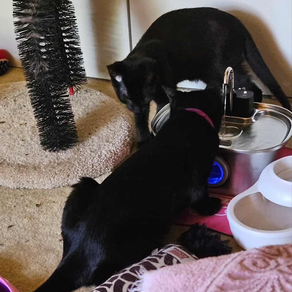 Baby (paired with Violet) - "Guest"