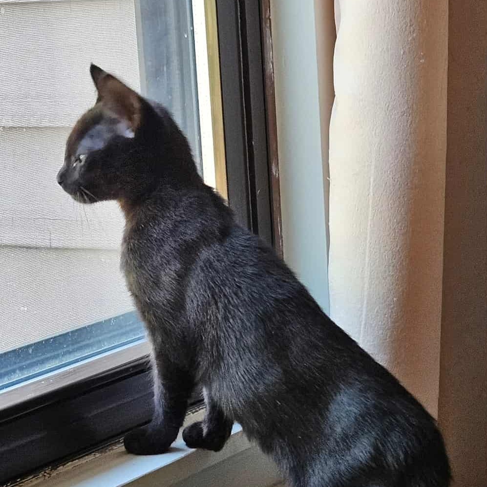 Baby (paired with Violet) - "Guest"