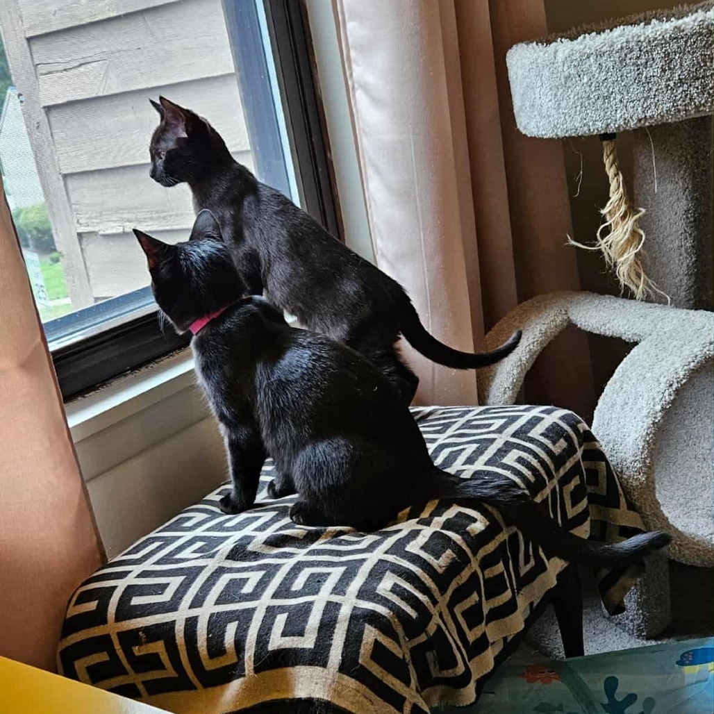 Violet (paired with Baby) - "Guest"