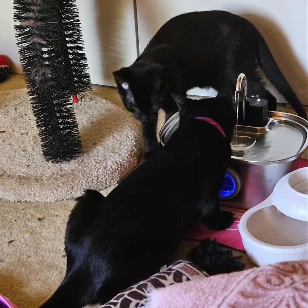 Violet (paired with Baby) - "Guest"