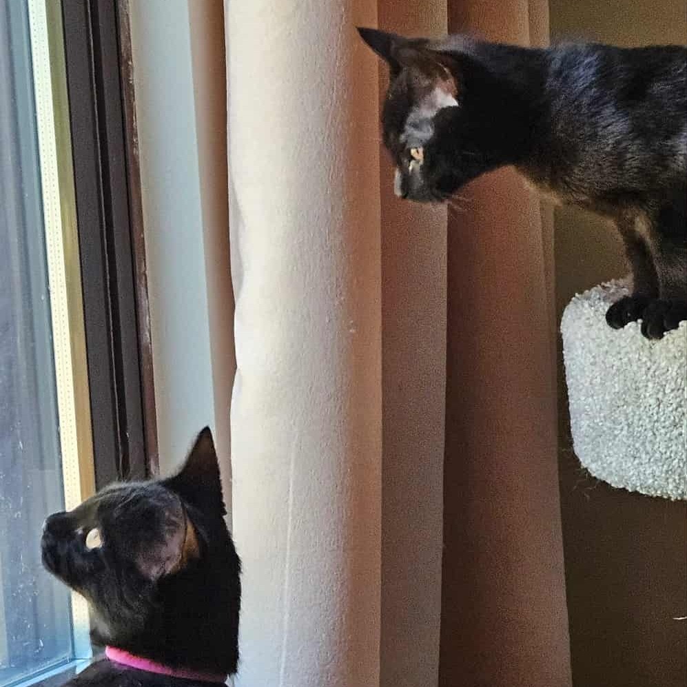 Violet (paired with Baby) - "Guest"