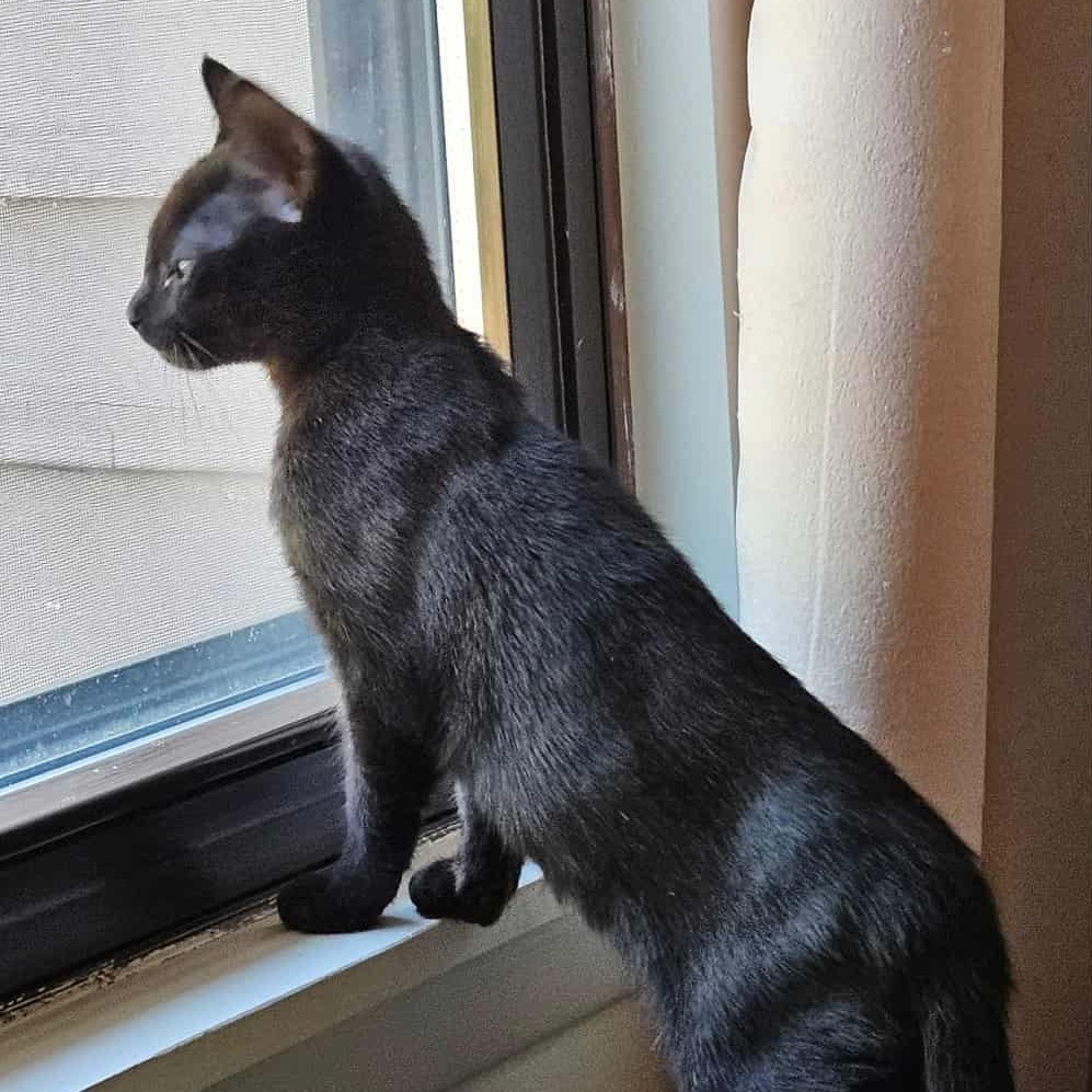 Violet (paired with Baby) - "Guest"