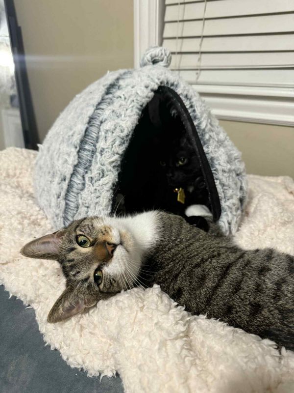 Or Group Litter Johnny thumbnail 2