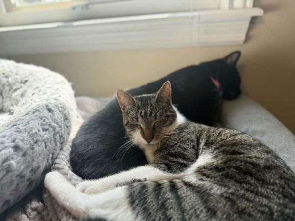 Or Group Litter Johnny thumbnail 3