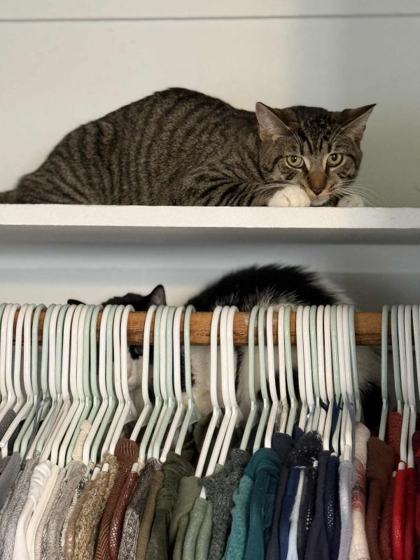 Or Group Tony photo 1