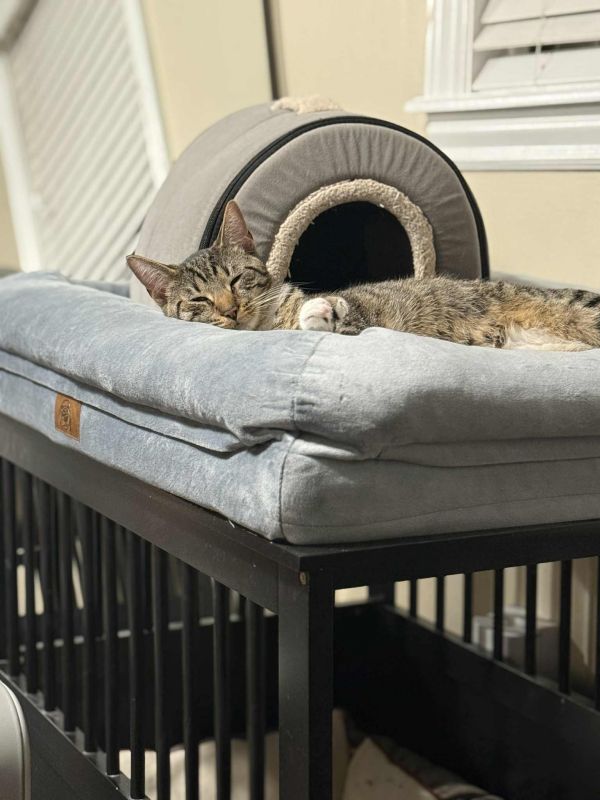 Or Group Tony thumbnail 2