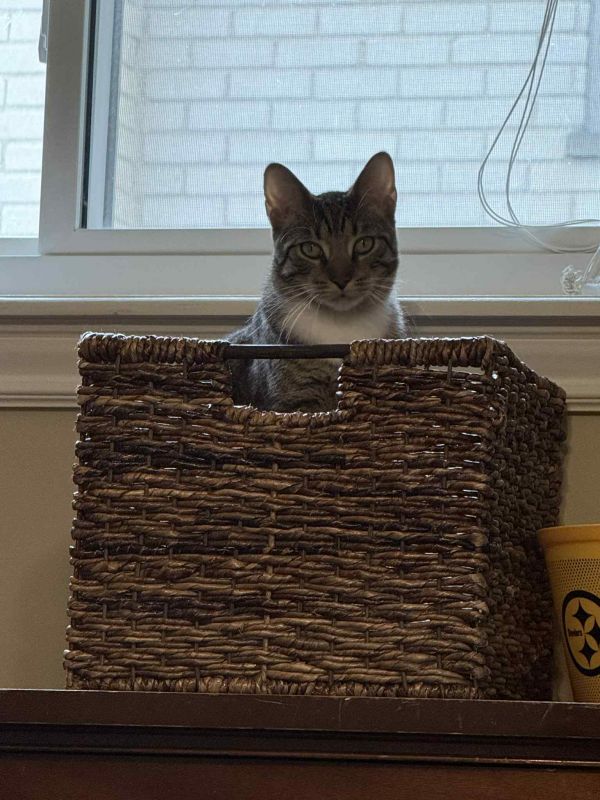 Or Group Tony thumbnail 3