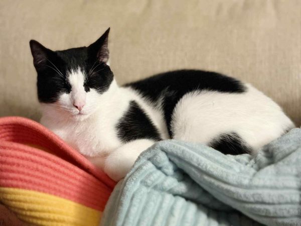 Or Group Litter Harley photo 1