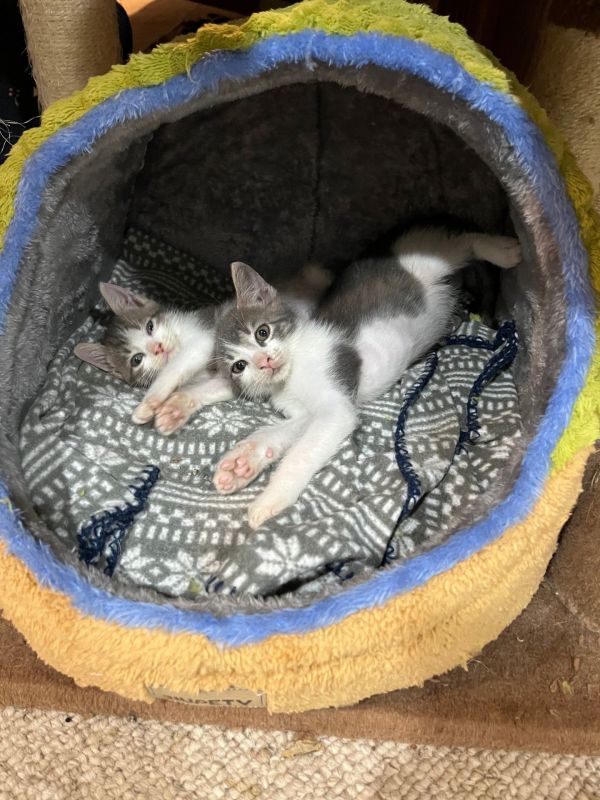 Clark  Jenkintown Ps thumbnail 4