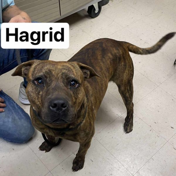 Hagrid