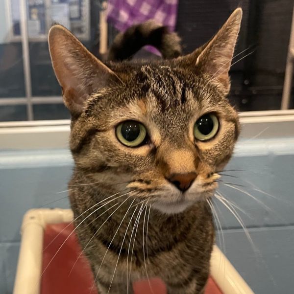 Tip Tail thumbnail 2