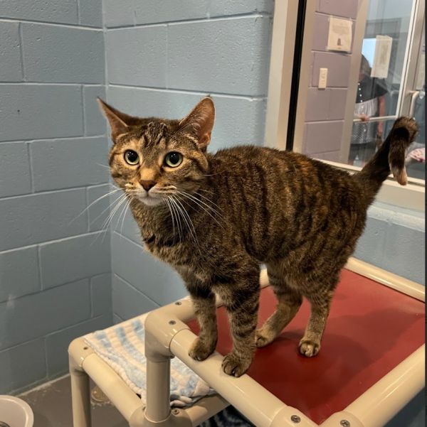 Tip Tail thumbnail 3