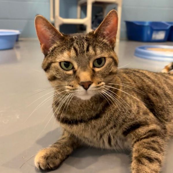 Tip Tail thumbnail 5