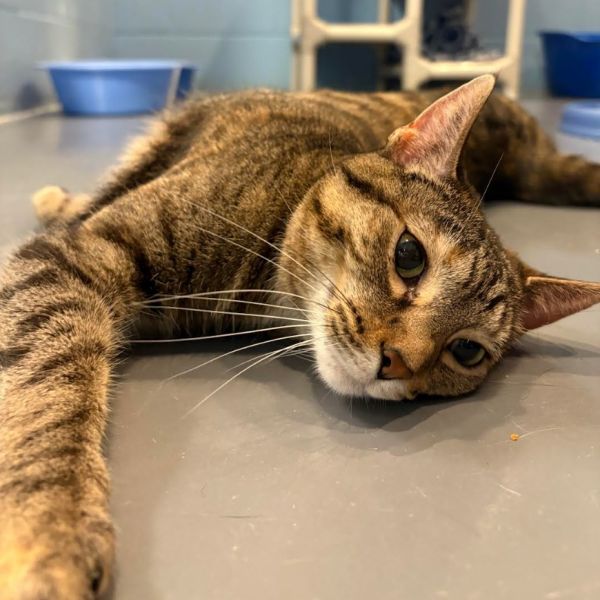 Tip Tail thumbnail 6