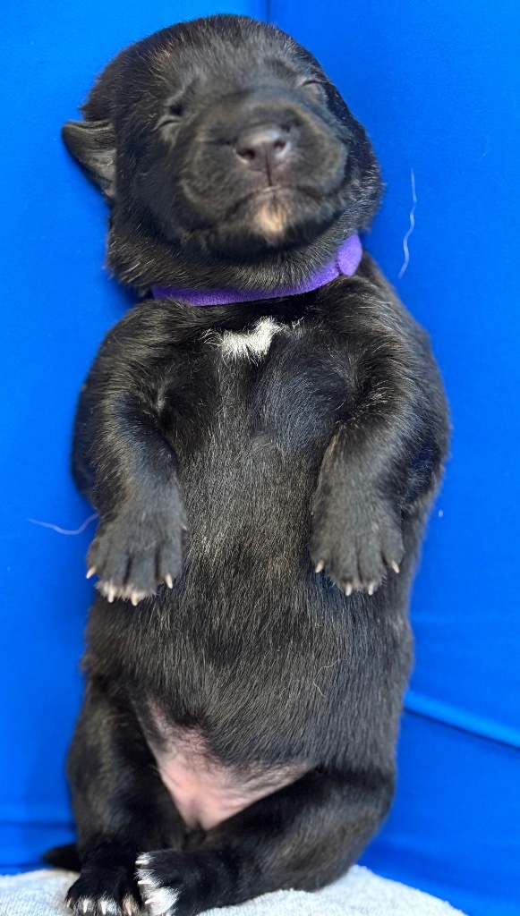 Callaway thumbnail 2