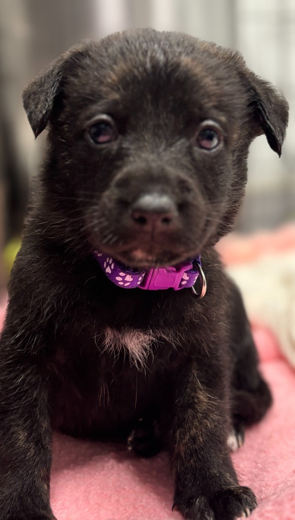 Callaway thumbnail 3