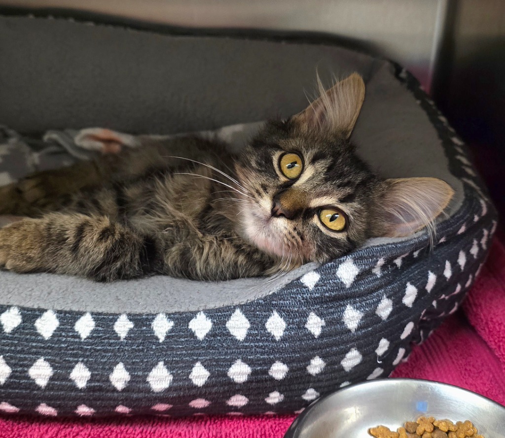 Kyle, an adoptable Domestic Long Hair in Pratt, KS, 67124 | Photo Image 1