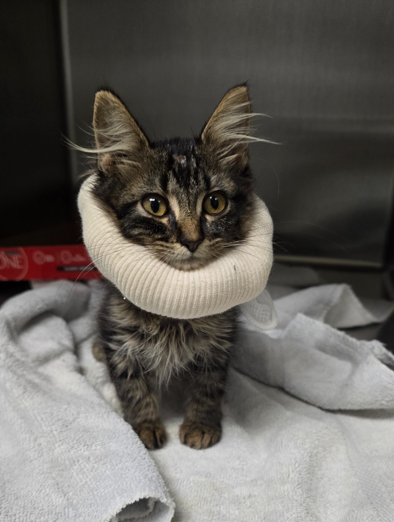 Kyle, an adoptable Domestic Long Hair in Pratt, KS, 67124 | Photo Image 2