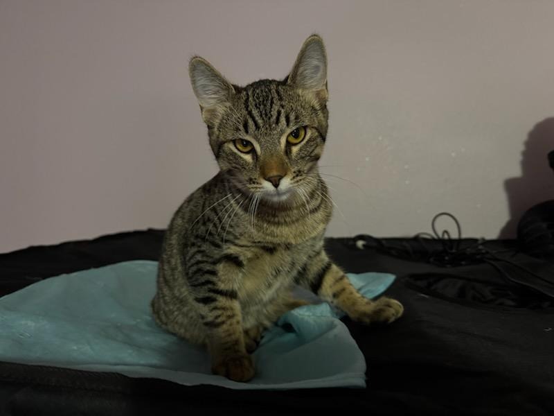 Hiroki, an adoptable Domestic Short Hair in Gillette, WY, 82716 | Photo Image 1