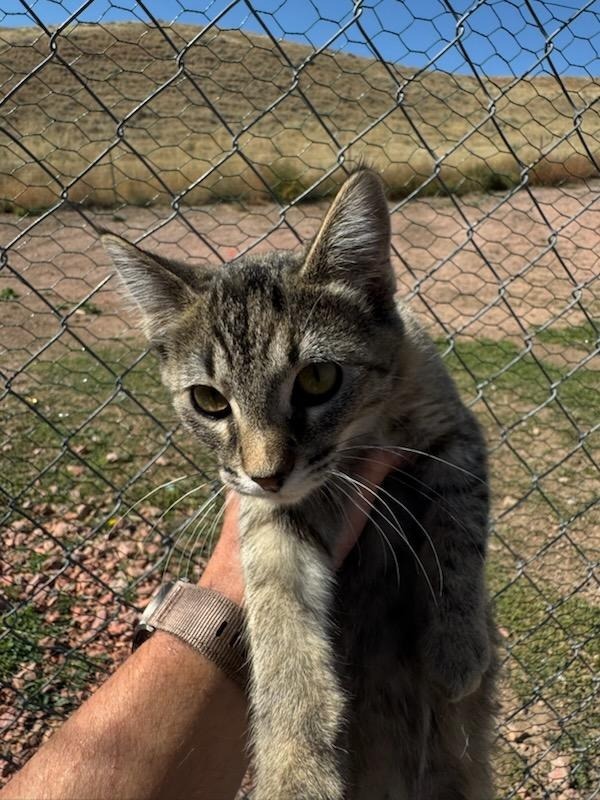 Mora, an adoptable Domestic Short Hair in Gillette, WY, 82716 | Photo Image 1