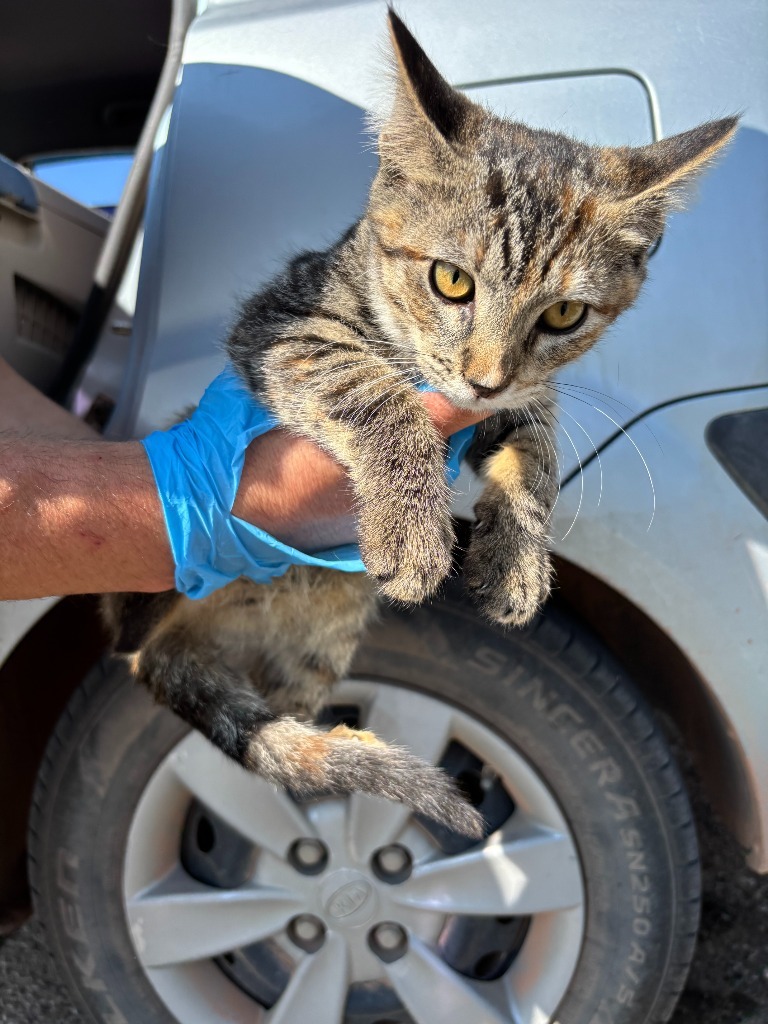Mora, an adoptable Domestic Short Hair in Gillette, WY, 82716 | Photo Image 2