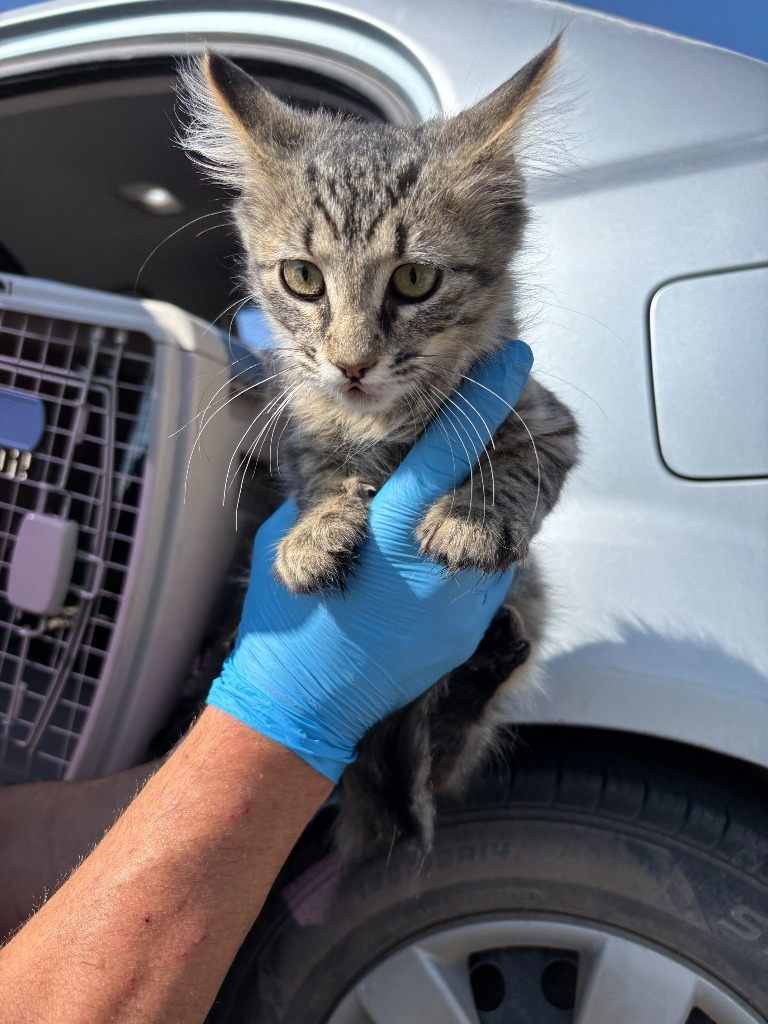 Patches, an adoptable Domestic Long Hair in Gillette, WY, 82716 | Photo Image 1