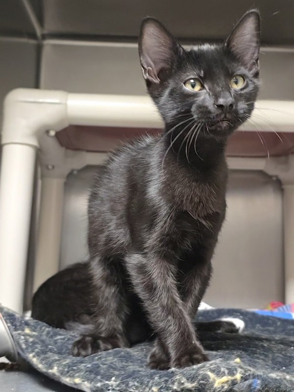 Cat for adoption Aroughs a Domestic Short Hair Mix in Vancouver WA Cat for adoption Aroughs a Domestic Short Hair Mix in Vancouver WA