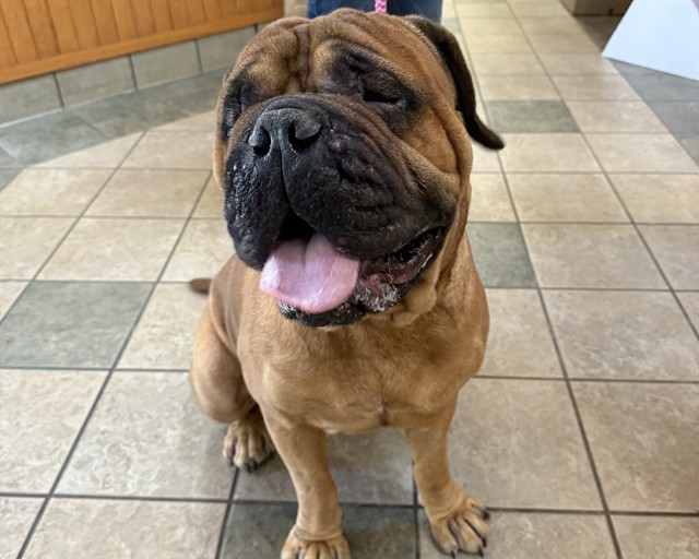 SQUISHMALLOW, an adoptable Bullmastiff in Raleigh, NC, 27603 | Photo Image 1