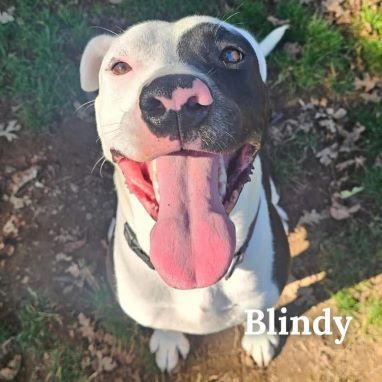 Blindy