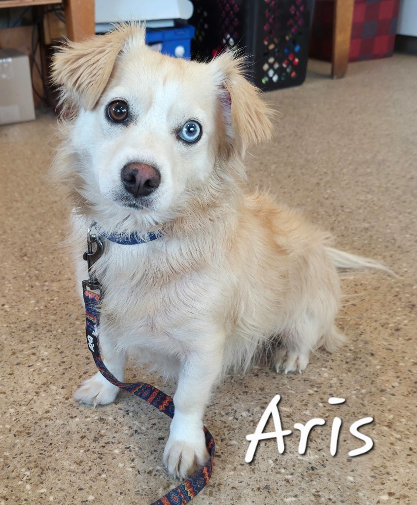 Aris, an adoptable Affenpinscher in Gold Beach, OR, 97444 | Photo Image 1