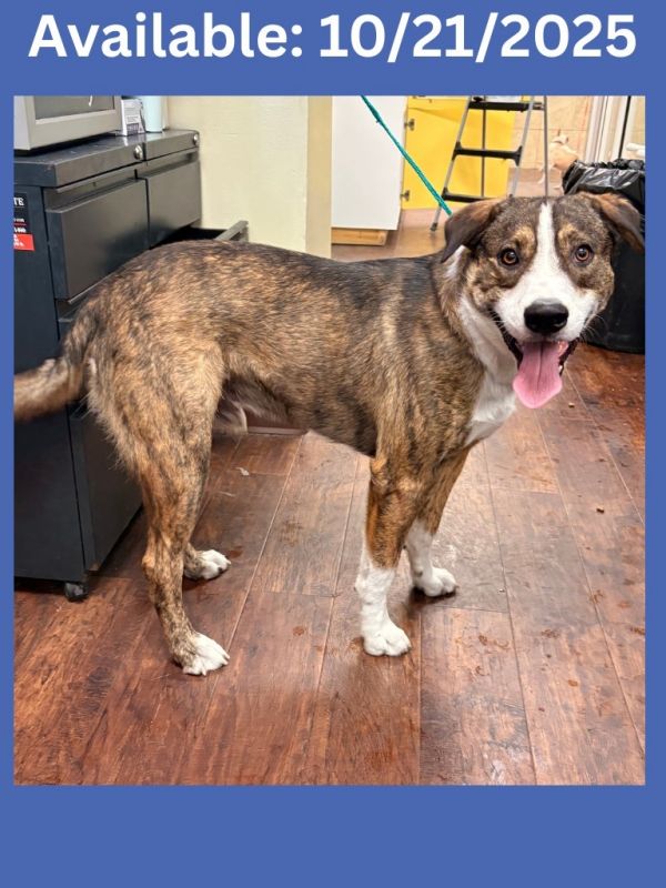 Dog Kennel  Coco photo 1