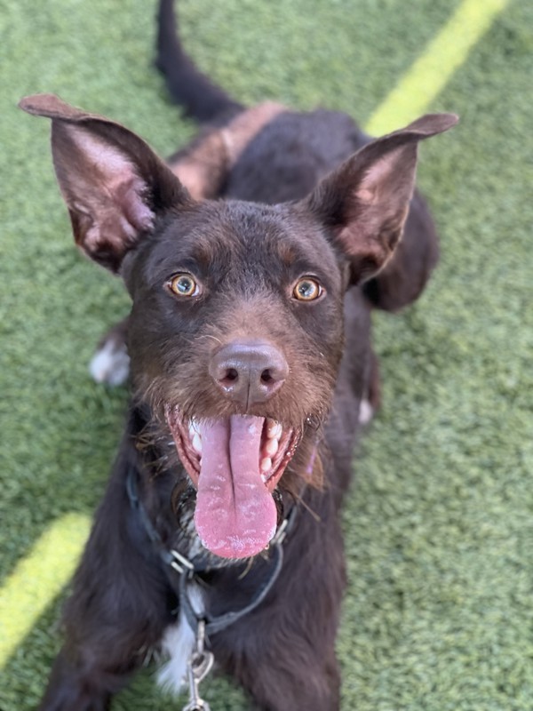 Kona