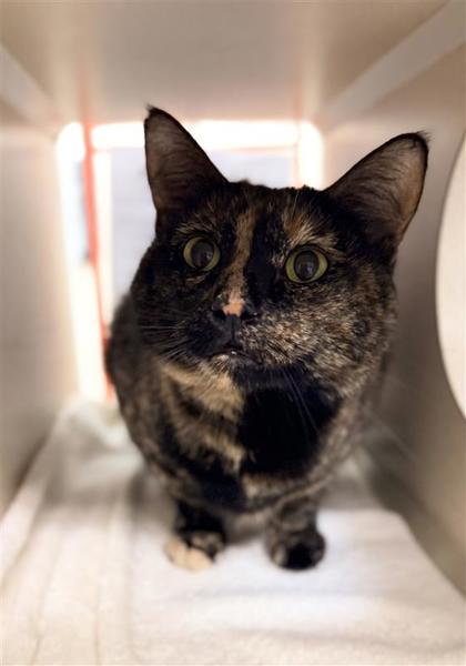 Motley, an adoptable Domestic Long Hair, Domestic Short Hair in Hutchinson, KS, 67504 | Photo Image 1