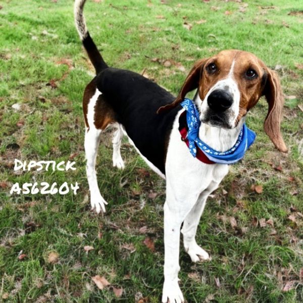 Dipstick
