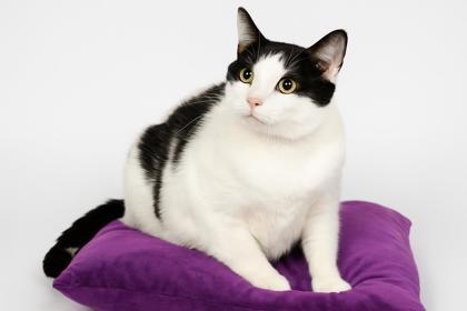 Isabela-BONDED W/ ANTONIO