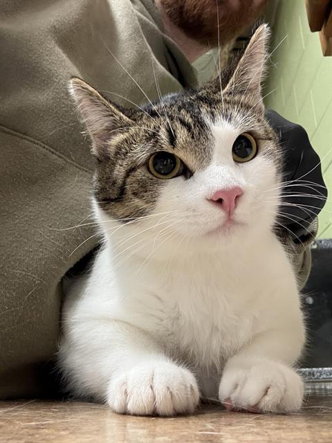 ADMIRAL ANTONIA WHISKERS