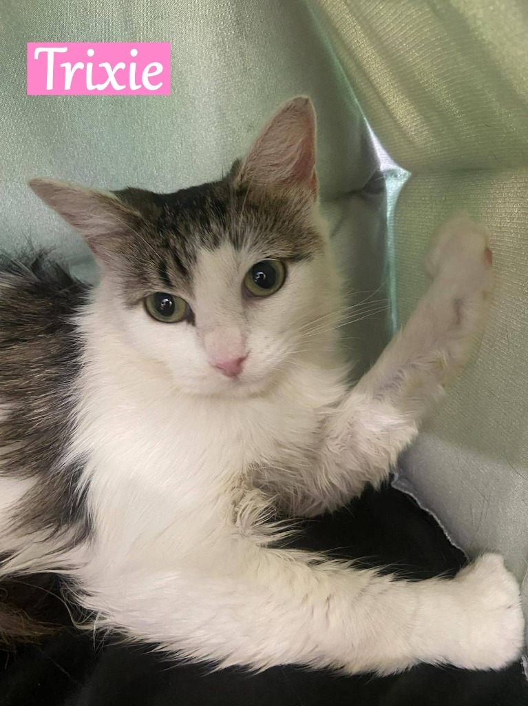 Trixie 2
