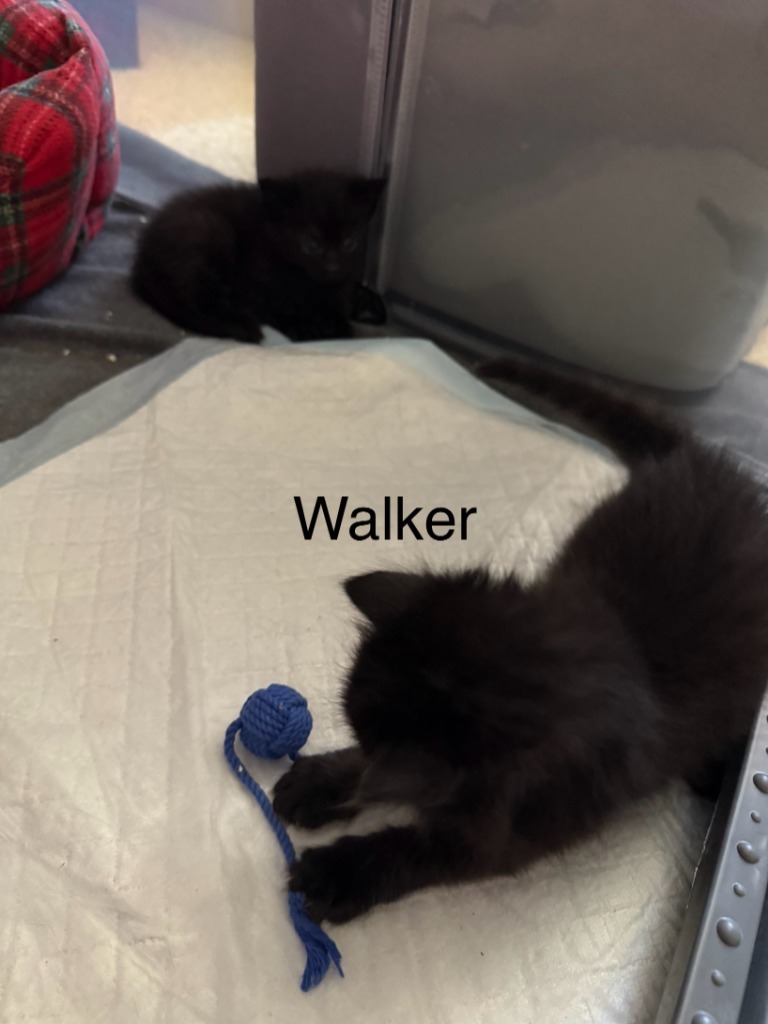 Walker