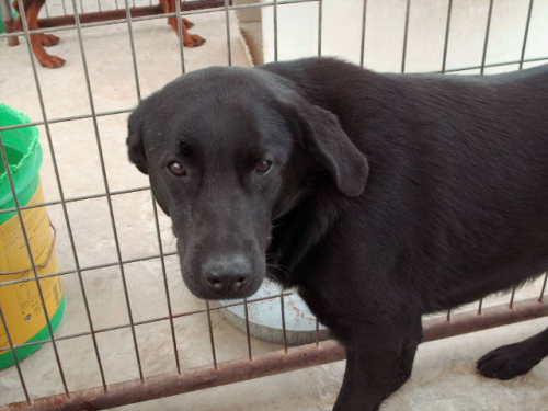 Stanley, an adoptable Black Labrador Retriever Mix in Floresville, TX_image-2